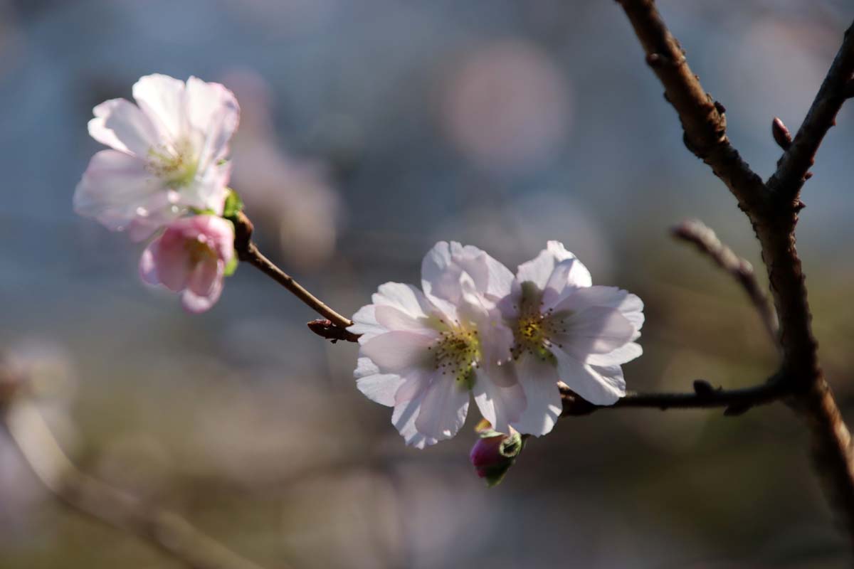 Teishoin's Digital Photo Log: 十月桜が満開に