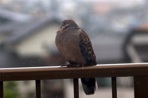 20250517-02.jpg