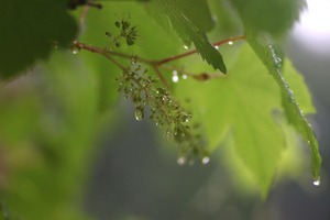 20250517-06.jpg