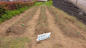 20250524-06.jpg