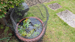 20250612-02.jpg