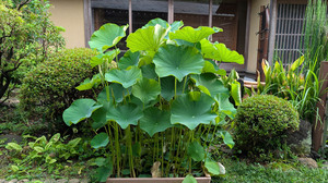 20250612-03.jpg