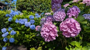 20250617-03.jpg