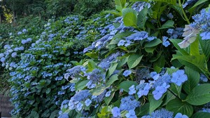 20250617-04.jpg