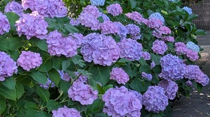 20250617-06.jpg