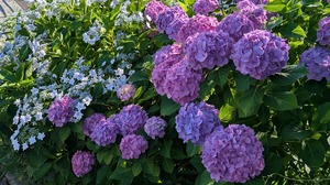 20250617-08.jpg