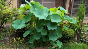 20250625-01.jpg