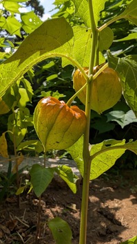 20250713-03.jpg